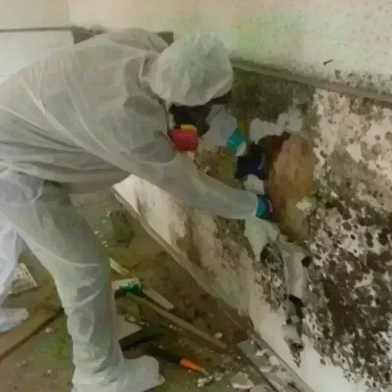 Mold Remediation and Removal in Tuscola County, MI